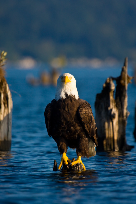 Bald Eagle